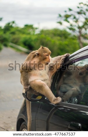 monkey sit top car. monkey sitting on car bonnet. and look through car windscreen .at Khao Sam Muk in thailand.