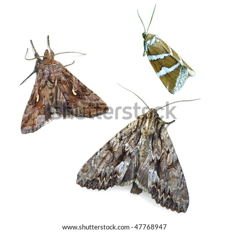 Noctuid moths