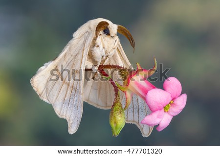 Macro closeup view of a silk moth holding a bride flower Royalty-Free Stock Photo #477701320