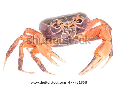 Mealy crab. (Thaipotamon Chulabhorn) isolated on white background. close up