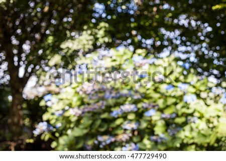 Out of focus Hydrangea background with natural sunlight shining through tree foliage. Intentionally blurred image. Nature or floral wallpaper concept.