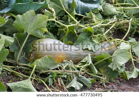 Ripe organic squash vegetable in the summer garden.Green marrows vegetable grows in a garden on open soil.Ripe Green zucchini with leaves/Growing Fresh squash vegetable in garden