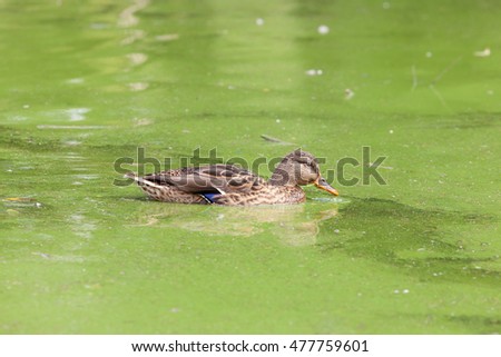 portrait of a duck swimming in green water