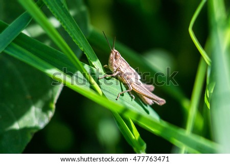 Meadow Grasshopper (Chorthippus parallelus). Macro photograph of a brown grasshopper on a green leaf natural background.