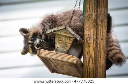 Raccoon (Procyon lotor) on a bird feeder, eastern Ontario.  Masked mammal looks for and finds an easy meal.  Friendly animal lovers helping the woodland critters. Royalty-Free Stock Photo #477778825
