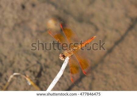 Red dragonfly soft blur