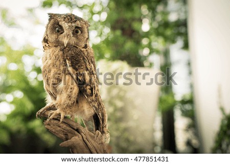 Owl on the tree.