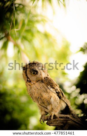 Owl on the tree.