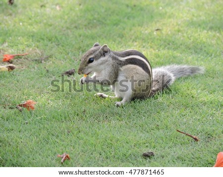  Indian Squirrel