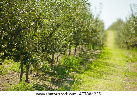 apple garden. apples for juice