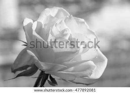 Single rose in white & black tones - photo with tilt-shift effect