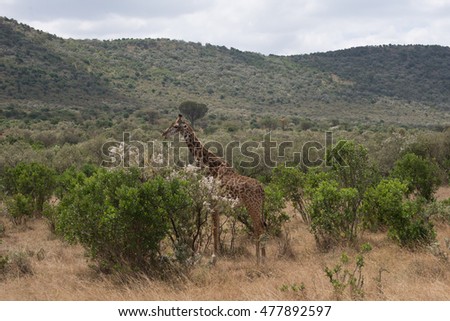 Girrafes in Masai mara