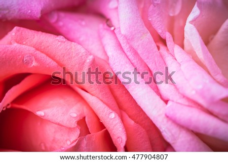 Pink rose close-up can use as wedding background a symbol of love