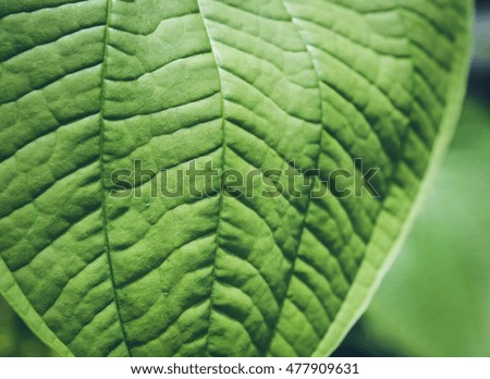 Tropical green foliage Texture and background/ Selective focus