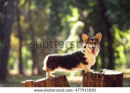 One dog with long body and short legs of welsh corgi pembroke breed with red and white coat outdoors on summer sunny day