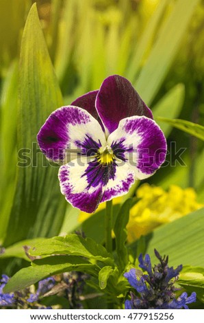 Tricolor pansy flower plant on natural background. Summer time