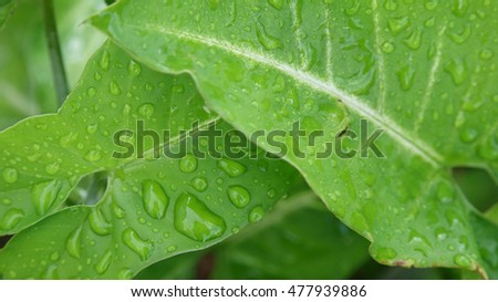 Rain droplets on green leaves