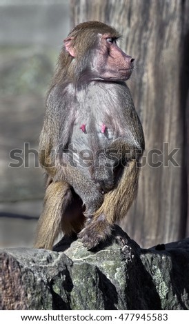 Hamadryas baboon young female. Latin name - Papio hamadryas