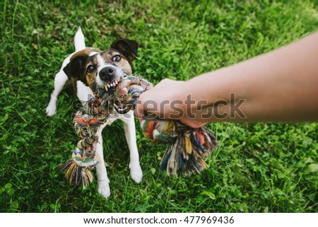dog play with rope in green grass. top view