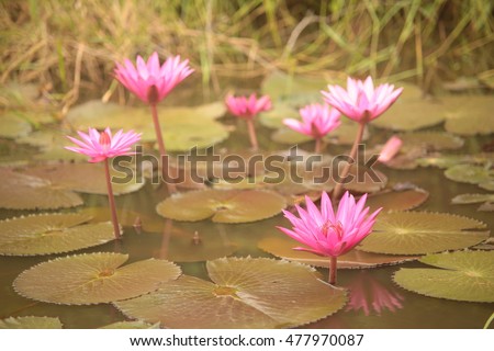 close up pink color fresh lotus blossom or water lily flower blooming on pond background