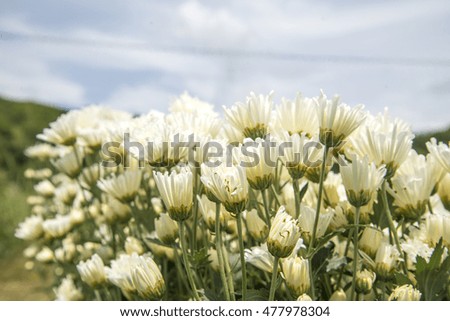 The Flowers, chrysanthemum flowers 