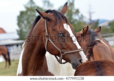 Detail horses