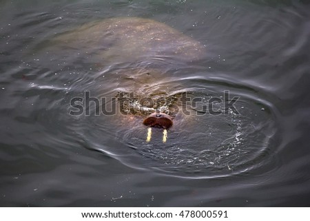 two Atlantic walruses Odobenus rosmarus rosmarus in shallow water, waist-deep in water of Barents sea
