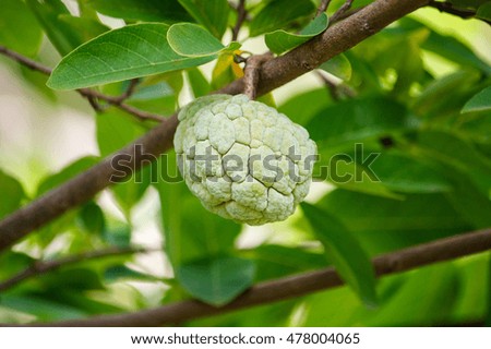 Custard apple tropical fruit on green tree in the garden