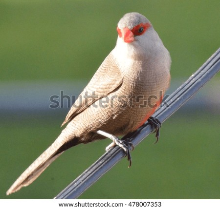 The Pic Pic. A beautiful little bird with red mark on the eyes. 