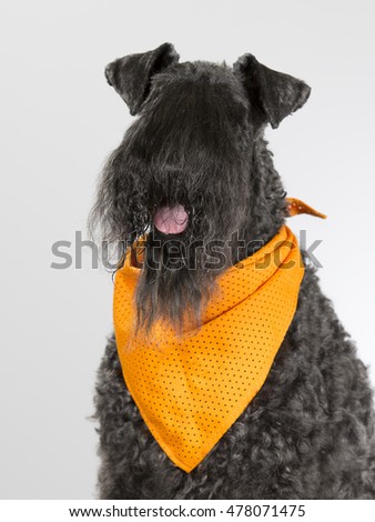 Kerry Blue terrier portrait. The dog is wearing an orange scarf. Image taken in a studio.