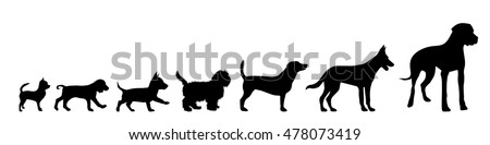 Vector illustration of dog on a white background.