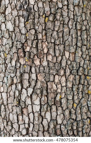 The texture of tree bark