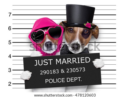 couple of newlywed just married  of dogs in a mugshot as criminals posing together forever in jail Royalty-Free Stock Photo #478120603