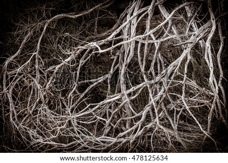 complex tangle of tree roots, enhanced artwork and details of Greece, the island of Samos, monochrome version