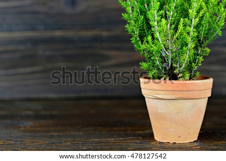 Christmas tree in clay pot on wooden background with copy space	