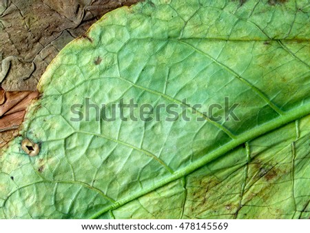 picture of a dry leaf tobacco closeup