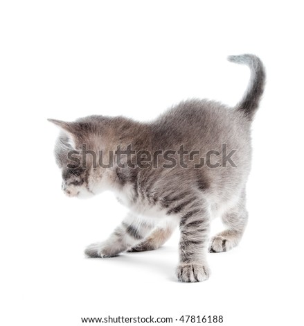 kitten isolated on white background