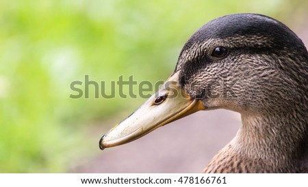 Duck Pintail (Anas acuta) female headshot left profile A horizontal photography shallow depth of field