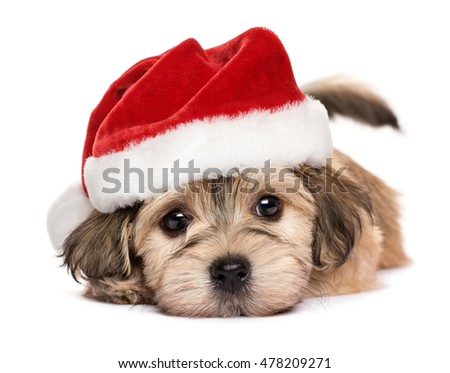 Close up of a cute lying Bichon Havanese puppy dog in Christmas hat - Isolated on a white background 