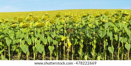 Sunflower field panorama with blue sky