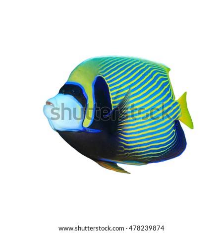 Isolated fish. Tropical fish cutout. Emperor Angelfish on white background