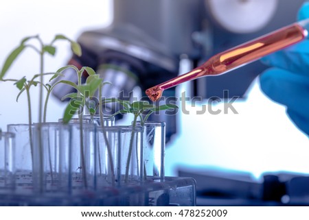 Scientists, genetically enhanced crops of tomatoes, in the lab.