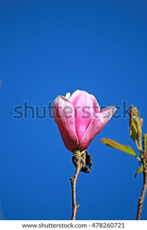 Pink magnolia flower in the garden