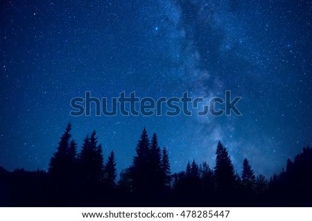 Forest at night with pine trees under dark blue sky with many stars