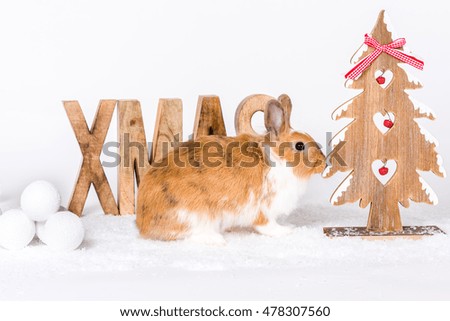 cute bunny wish merry christmas