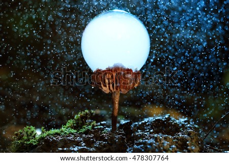 unusual photos of mushrooms with bubbles