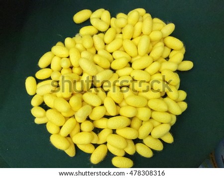 Close up silkworm cocoon isolated on green background.