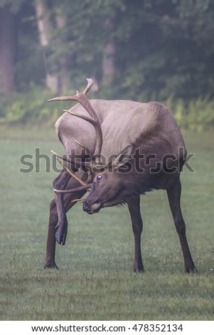 Bull Elk - Photographed in Elk State Forest, Elk County, Benezette, Pennsylvania