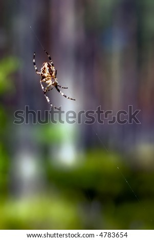 Spider climbing on his web