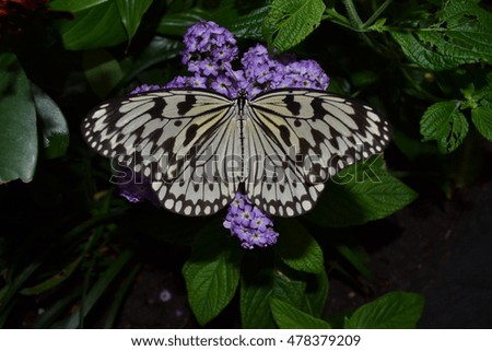 white butterfly (Idea leuconoe) inspecting a mauve flower